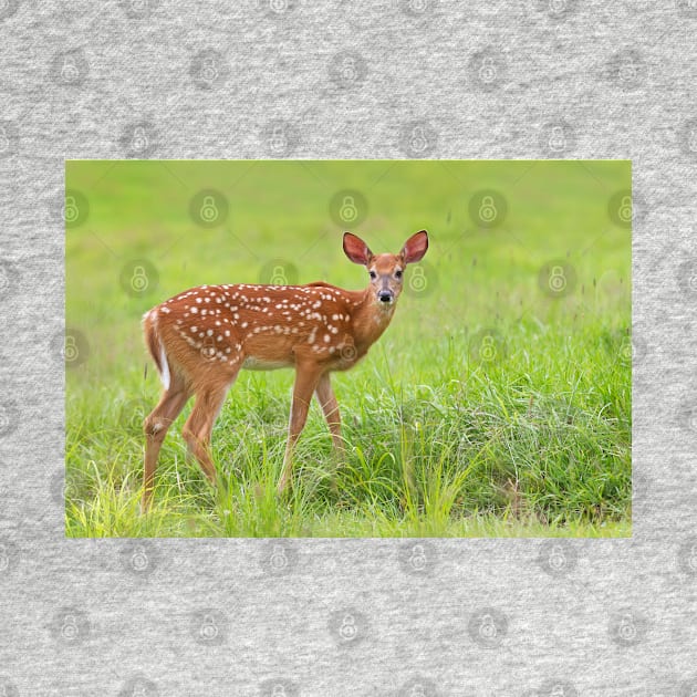 Fawn - White-tailed deer by Jim Cumming